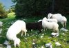 Harris Family Black Sheep Sunday | Harris Family-1260